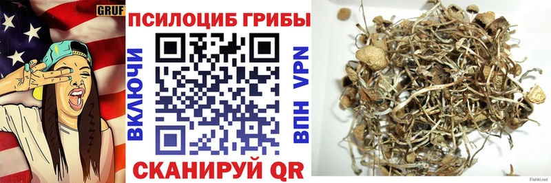 Псилоцибиновые грибы Psilocybe Купить закладки Орлов